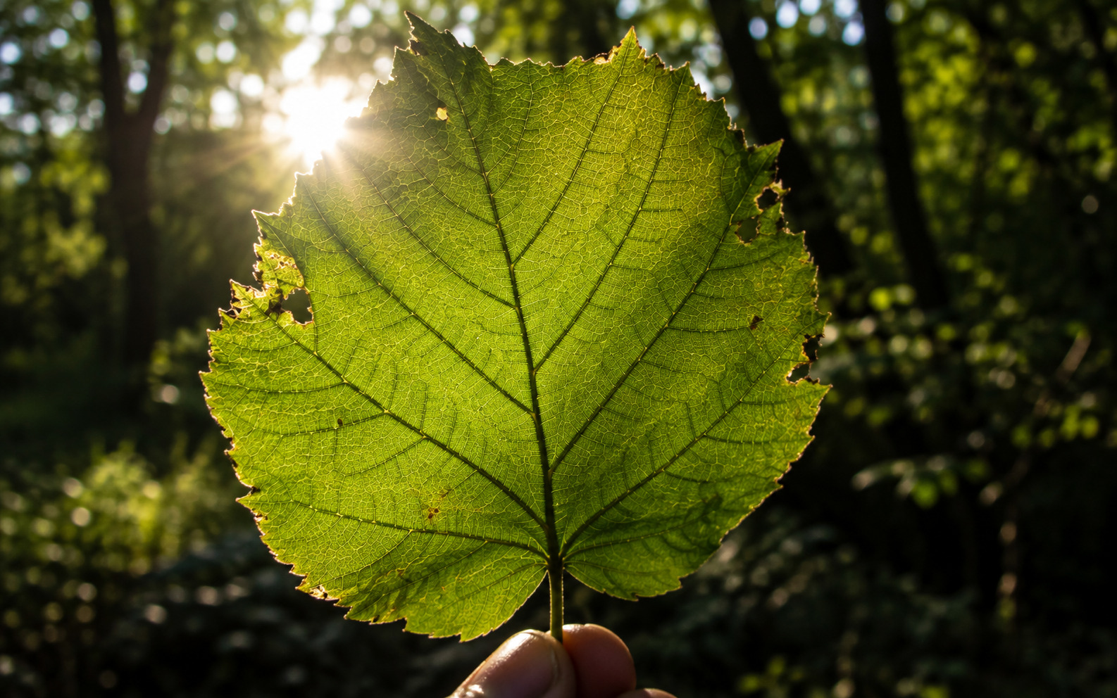 Une feuille à contre-jour, ses nervures visibles par transparence